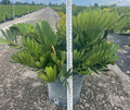 17" Zamia Furfuracea Cardboard Palm Sun Grown